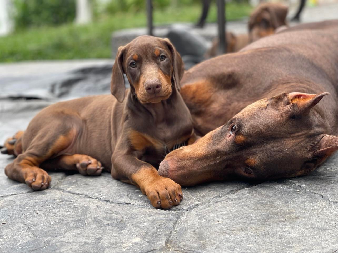 Bandana for your Good Boy