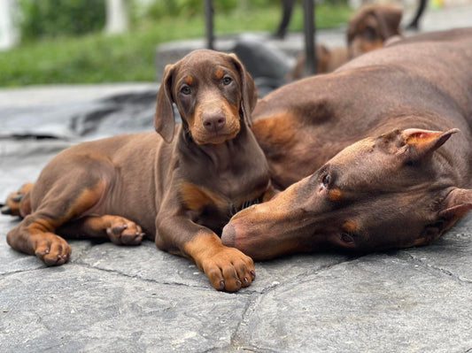 Bandana - for US customer only