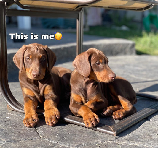 Shakina art store gift card